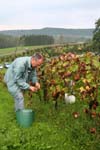 Vendanges  Rougemont...