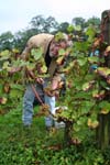 Vendanges  Rougemont...