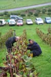 Vendanges  Rougemont...