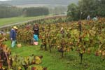 Vendanges à Rougemont...