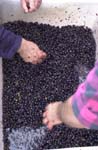 Vendanges à Rougemont...
