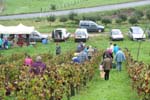 Vendanges  Rougemont...