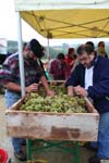 Vendanges à Rougemont...